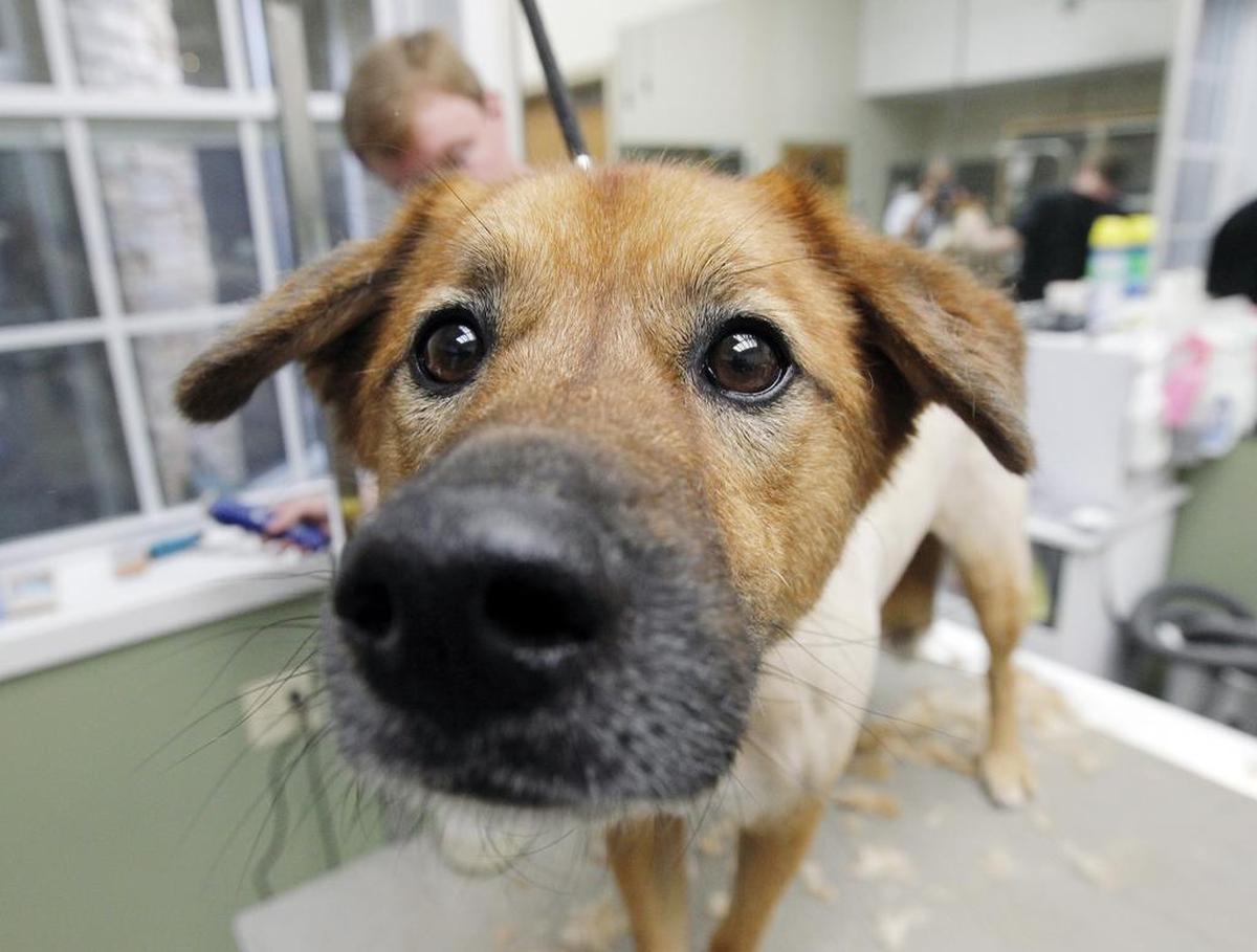The owner of the facility confirmed that the employee in the video no longer works at the pet spa.