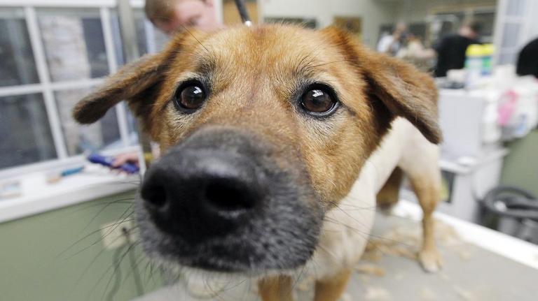 NC pet spa under investigation after video surfaces of groomer abusing dogs