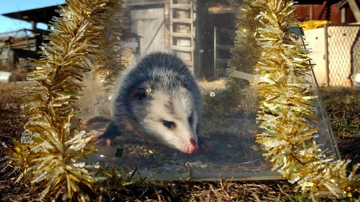 Brasstown is known as the Possum Capital of the South, and at the stroke of midnight on Dec. 31, the city will hosts its annual Possum Drop in which a live possum in a Plexiglas cage will be lowered to celebrate the coming of the New Year. The possum is freed after the event.