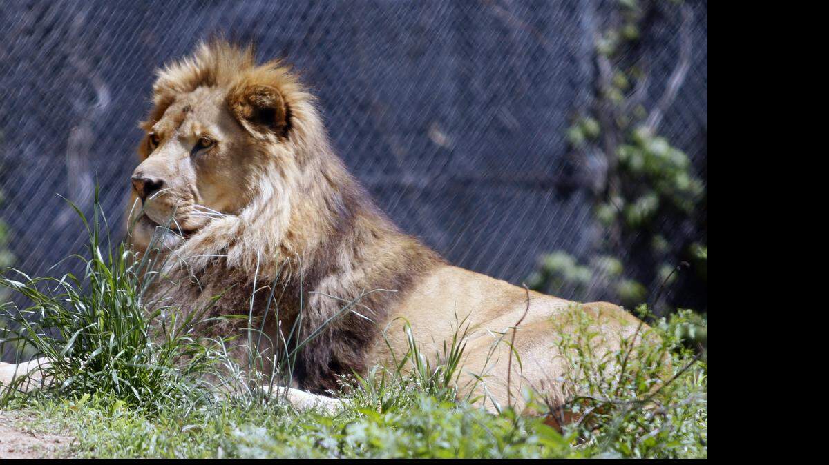 
Roman, an adult male lion, surveys a tour group of human visitors to his home at the Carolina Tiger Rescue sanctuary near Pittsboro on Friday.
