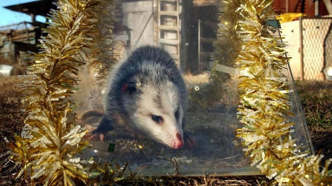 When possum was on the menu at the governor’s mansion