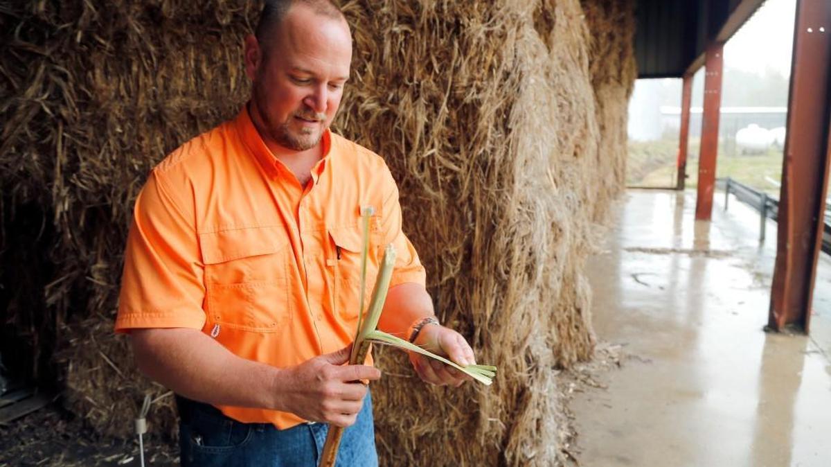 Philip Boyer, director of operations at the Industrial Hemp Manufacturing Company in Spring Hope, NC, shows a stalk of kanaf from one of the bales that await processing at the facility on Oct. 28, 2015.