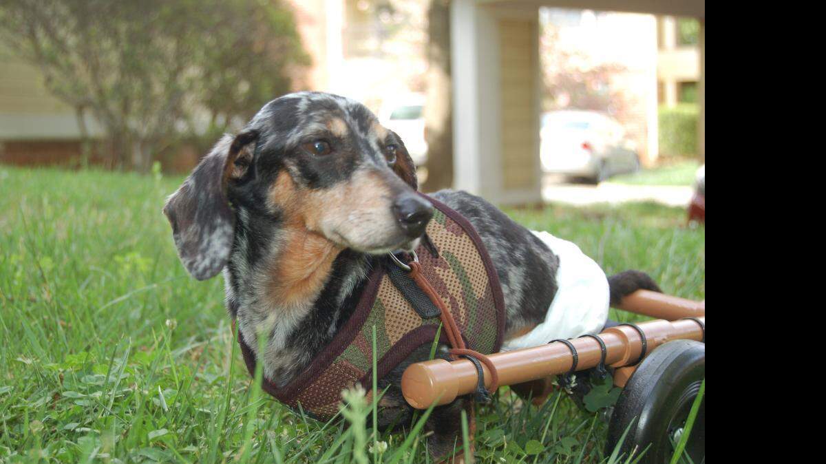 
Ricky Bobby, a Dachsund rescued in the raid on a breeder, rests outside. He's attached to a cart his new owner made from PVC pipe and parts of an old dog stroller.
