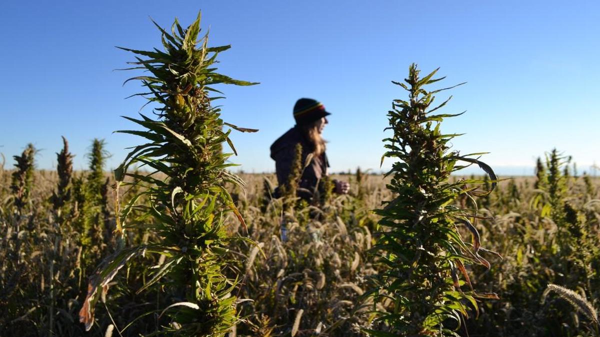 
In this Oct. 5, 2013 file photo, a volunteer helps harvest hemp during the first known harvest of the plant in more than 60 years, in Springfield, Colo. The federal farm bill agreement reached Monday Jan. 27, 2014 reverses decades of prohibition for hemp cultivation. The N.C. House is considering a pilot program to allow the crop to be grown in North Carolina.

