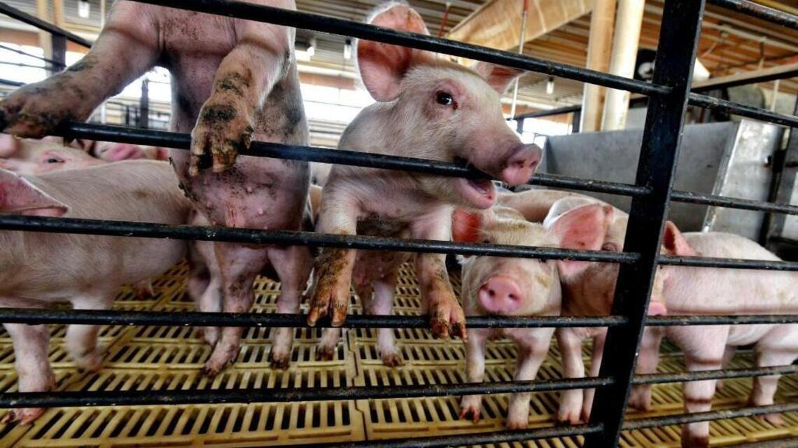 Giving pigs ‘the bends’ for science. PETA condemns Duke scuba diving study