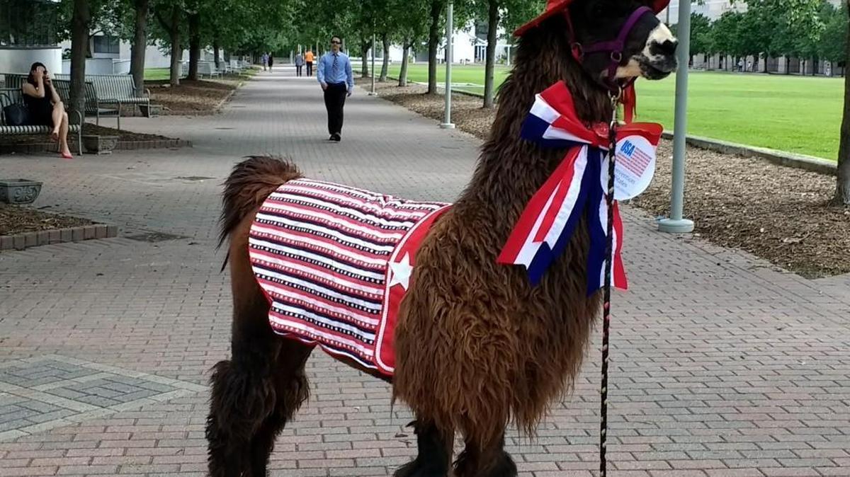The Convention of States Project brought a llama to the legislative complex on Tuesday to lobby for a constitutional convention.