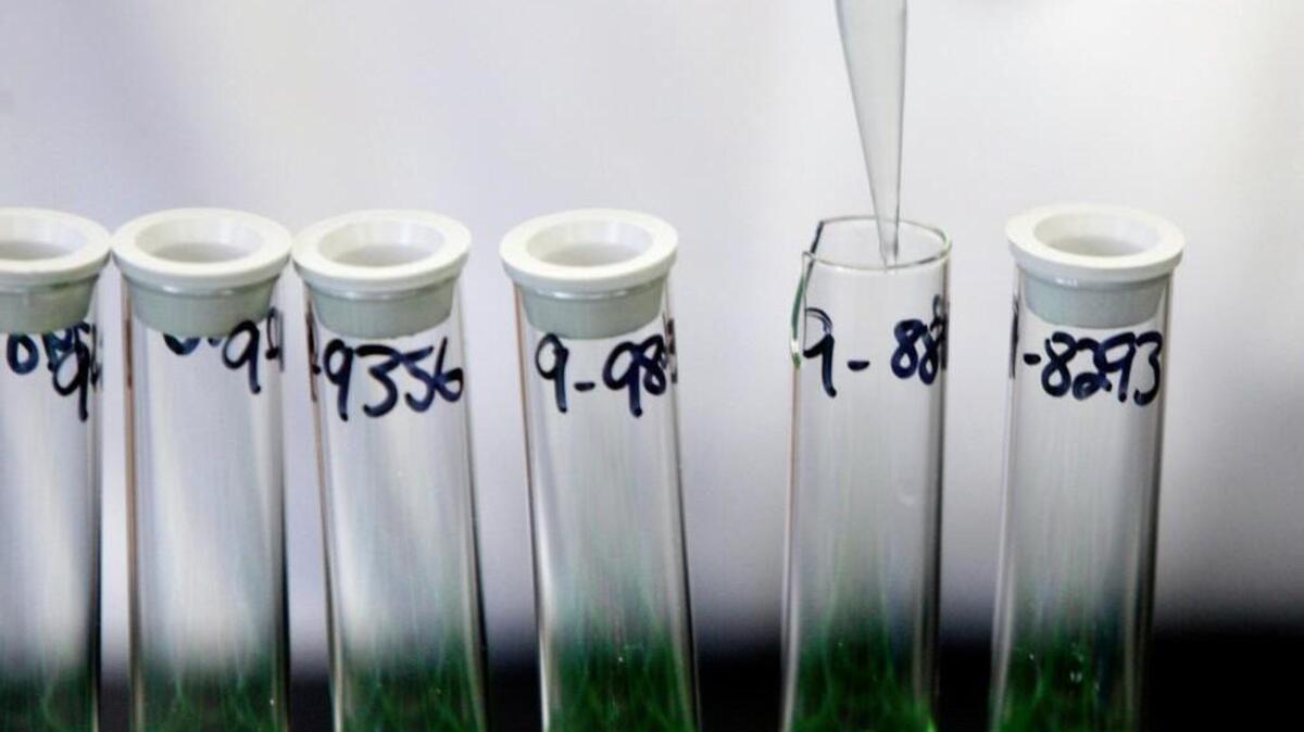 A SBI analyst readies drug screens in a Raleigh toxicology lab in this March 17, 2010, file photo.