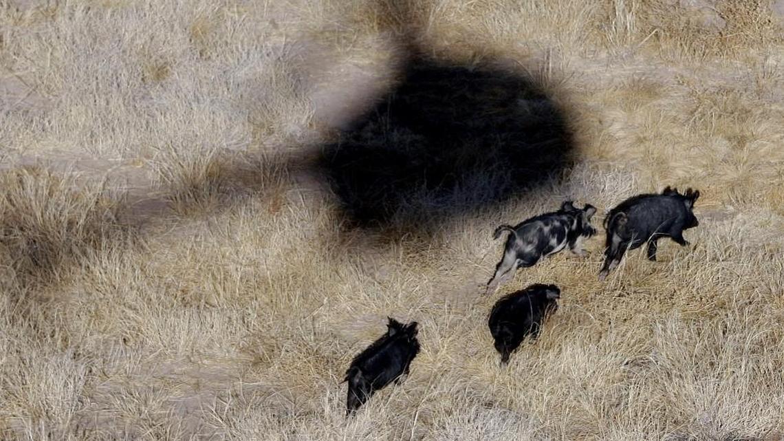 In this Feb. 18, 2009 file photo, the shadow of Kyle Lange's helicopter hover over feral pigs near Mertzon, Texas.