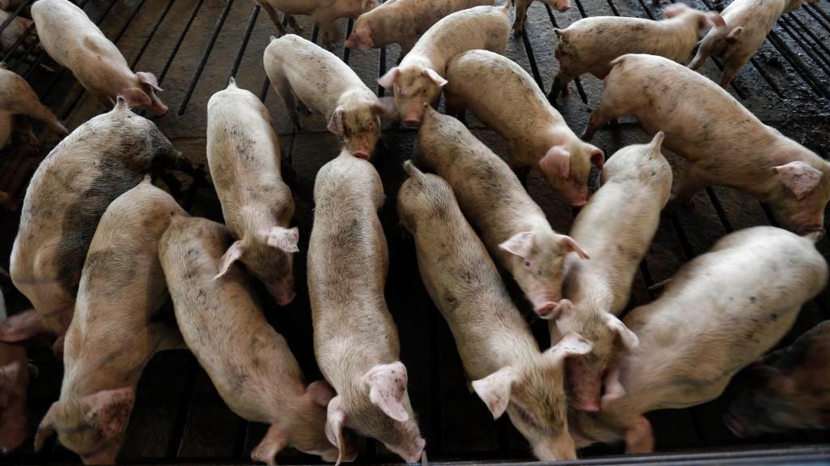 In this July 21, 2017, file photo, young hogs are seen at Everette Murphrey Farm in Farmville, N.C. Gov. Roy Cooper says retaliatory tariffs from Mexico and China will impact North Carolina’s exports, including the $210 million worth of pork it sends annually to Mexico and China.