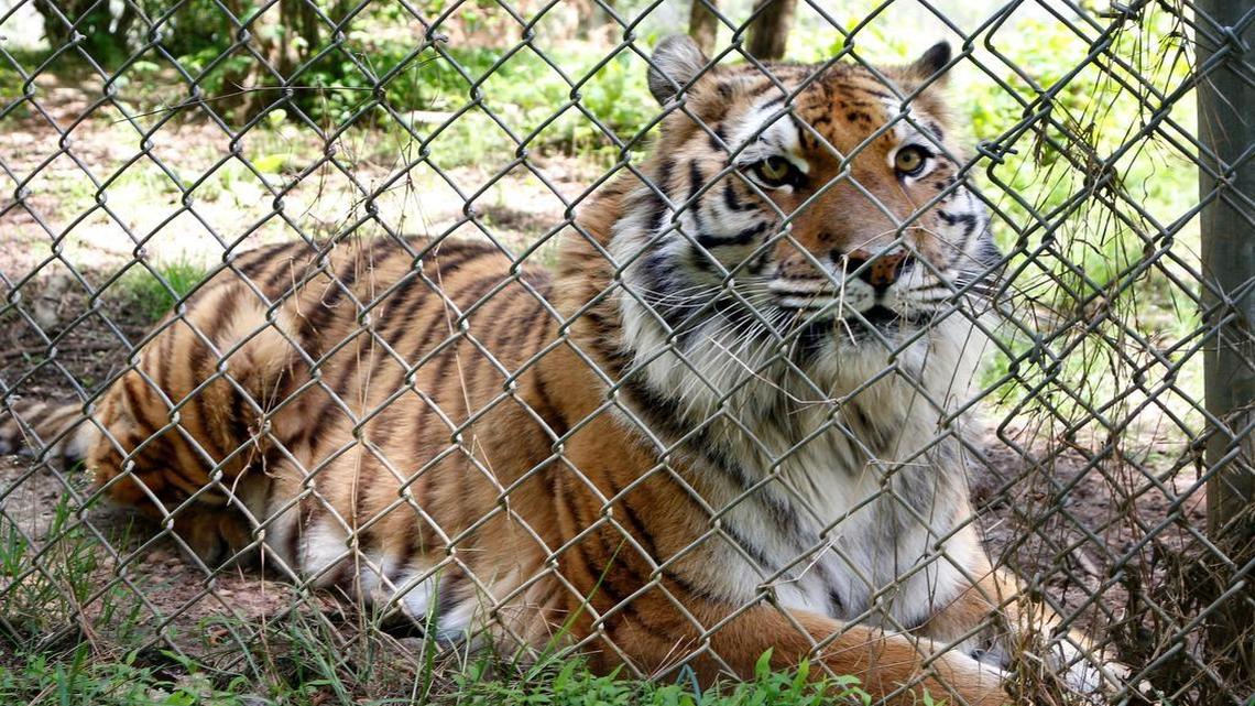 
Aria, a healthy adult female tiger, watches human passersby from close inside the protective fencing at her home at the Carolina Tiger Rescue sanctuary near Pittsboro. House Bill 554 would ban the private individual ownership of dangerous wild cats, exempting wildlife sanctuaries such as CTR.
