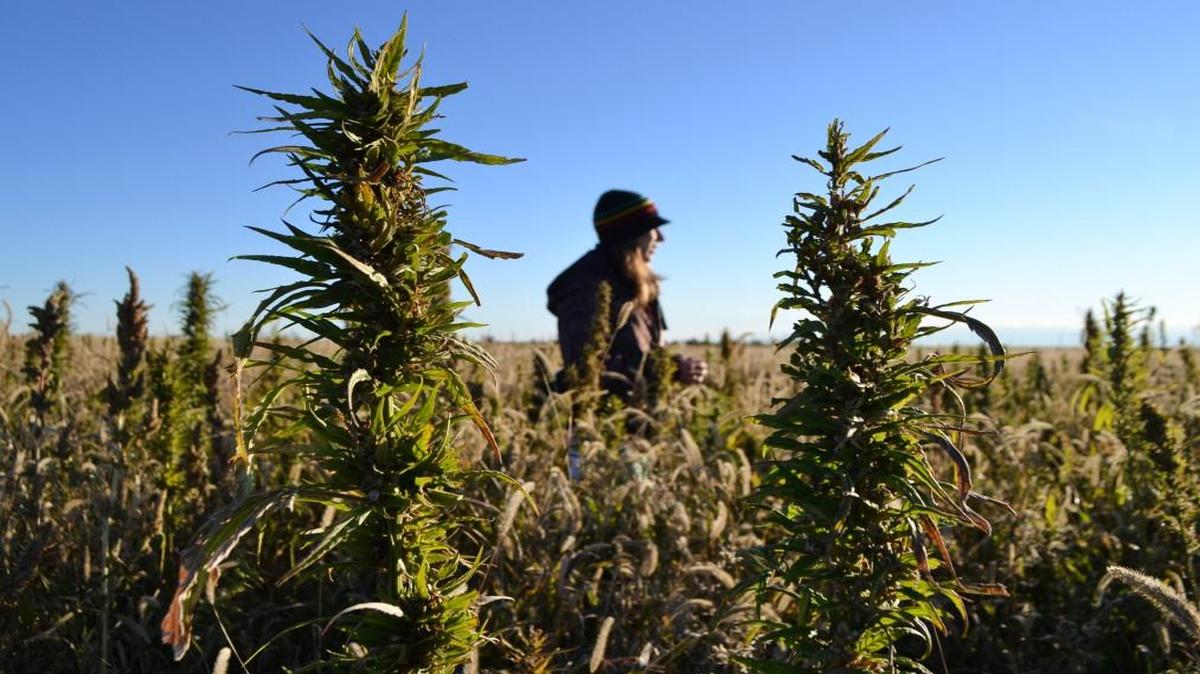 
In this Oct. 5, 2013 file photo, a volunteer helps harvest hemp during the first known harvest of the plant in more than 60 years, in Springfield, Colo. The federal farm bill agreement reached Monday Jan. 27, 2014 reverses decades of prohibition for hemp cultivation. The N.C. House is considering a pilot program to allow the crop to be grown in North Carolina.
