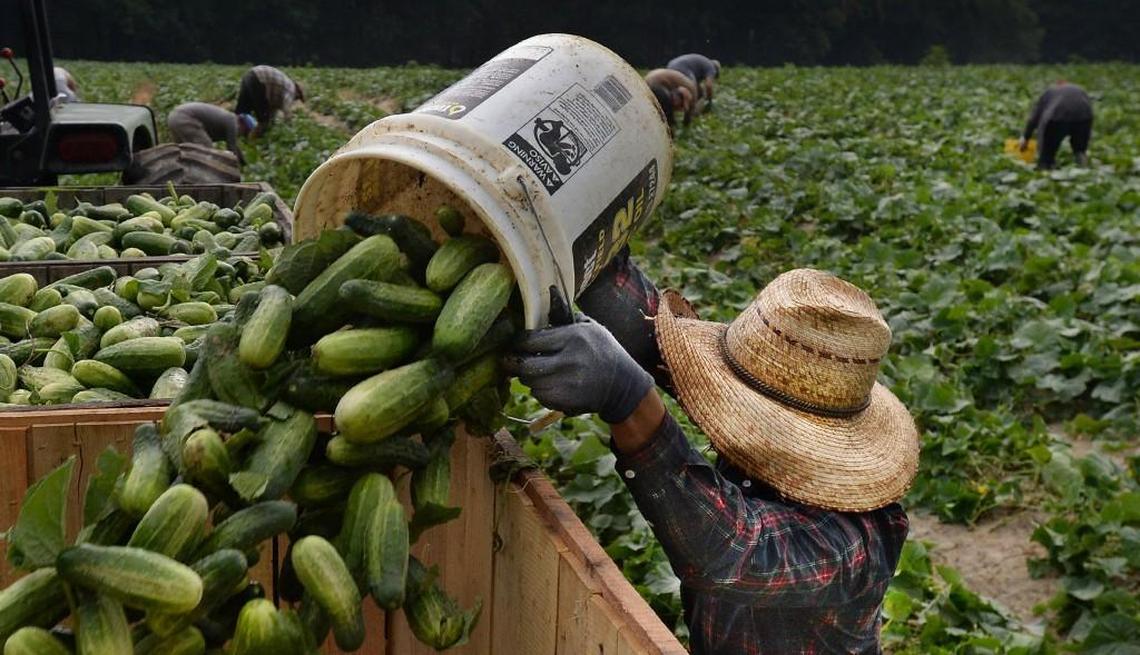 A seasonal farm worker dumps a bucket of freshly picked cucumbers into a bin. The federal H-2A visa program brings agricultural workers to the U.S. to help grow and harvest crops.