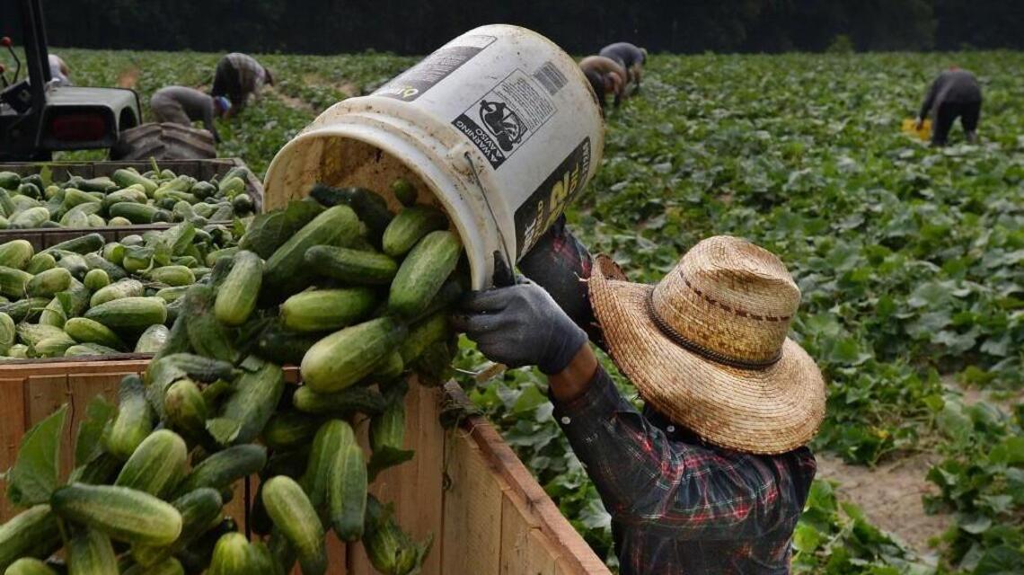 Farmworkers bring a feast to a nation they may be forced to leave  | Opinion