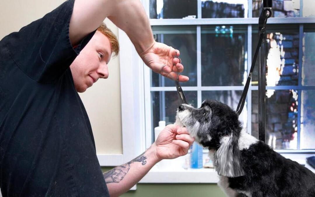 
Bryan Church grooms Bailey the dog at Town and Country Animal Care Center in Apex on Friday, June 12, 2015. There is a bill under consideration in the General Assembly that would require groomers and others in the service industry to collect and pay sales tax on their work. They currently do not pay sales taxes. 
