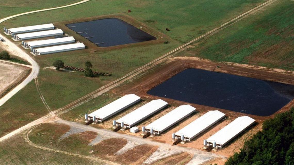 Hog houses and lagoons near Faison, NC.