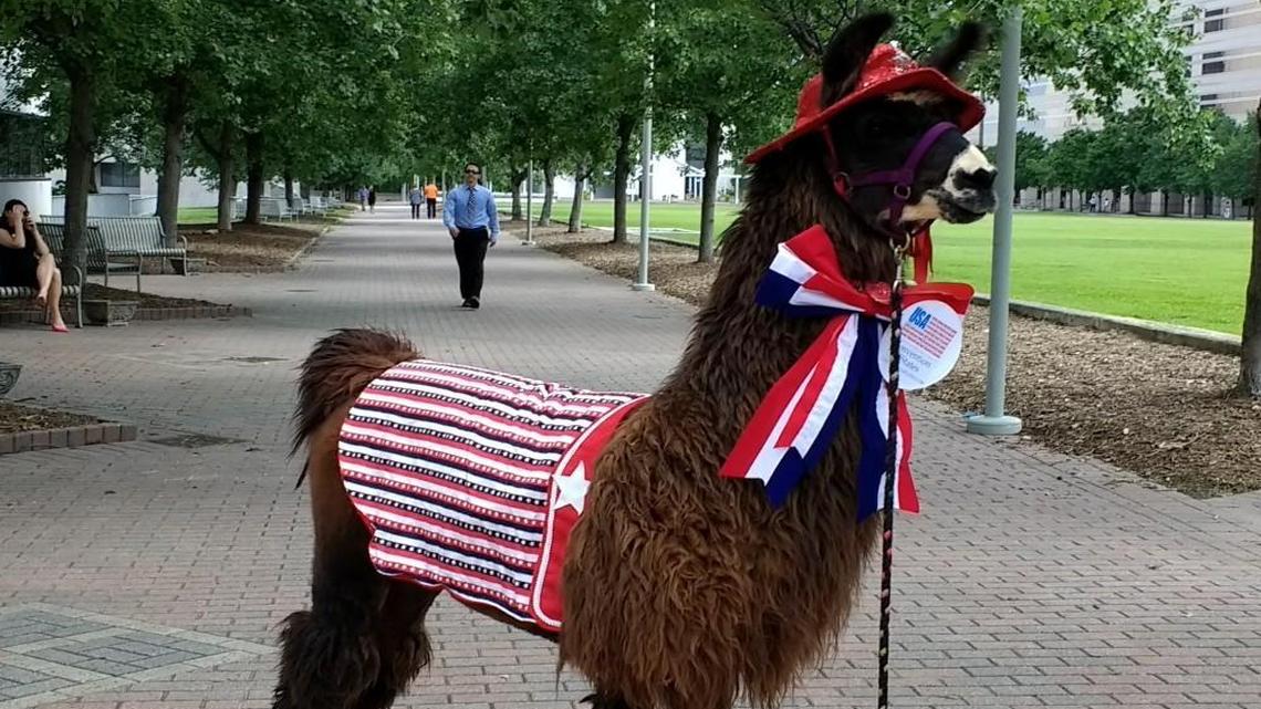 The Convention of States Project brought a llama to the legislative complex on Tuesday to lobby for a constitutional convention.