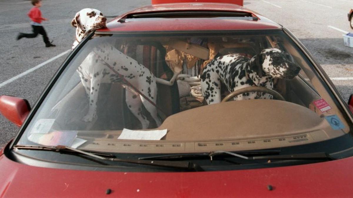 A bill filed in the N.C. House would make it illegal to drive a car with a live animal in your lap.