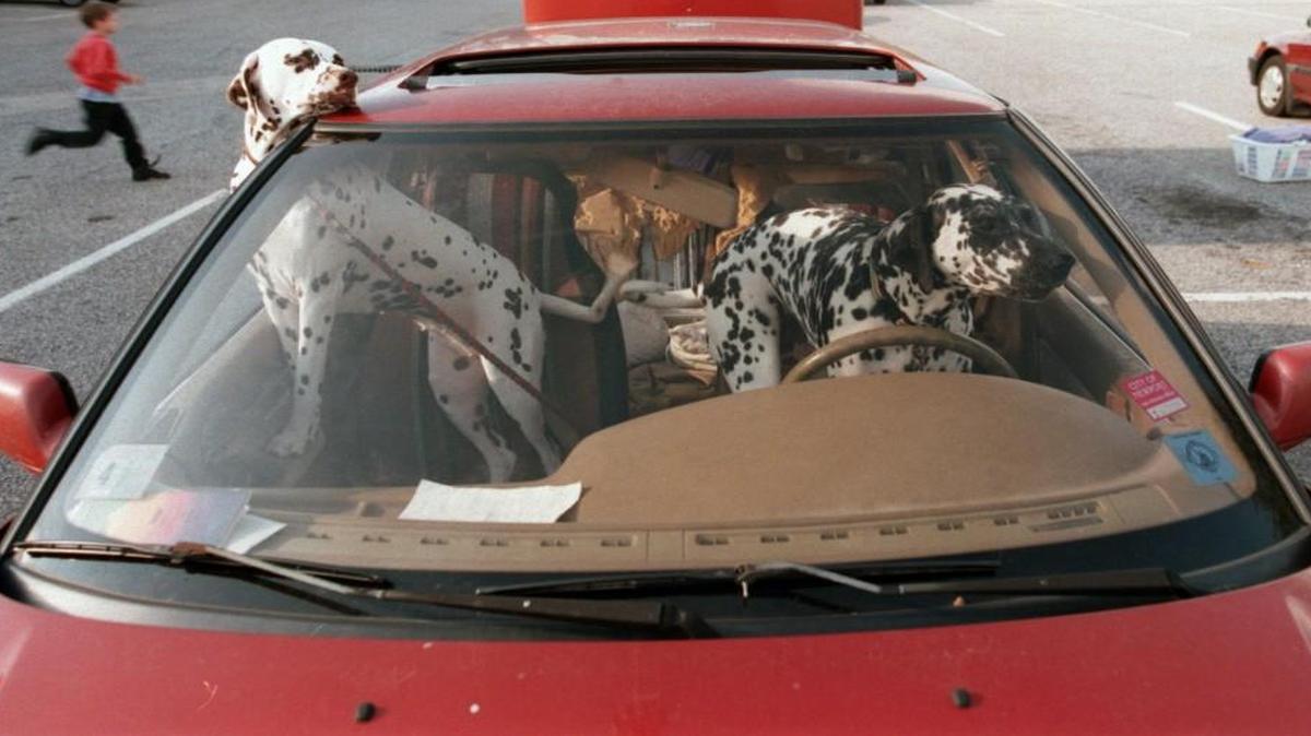 A bill filed in the N.C. House would make it illegal to drive a car with a live animal in your lap.