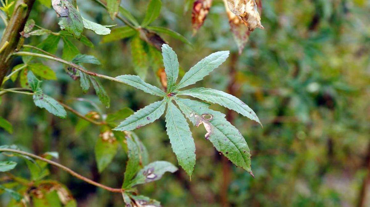 A kanaf plant's leaves look similar to hemp or marijuana, seen in a field outside the Industrial Hemp Manufacturing Company in Spring Hope, NC, on Oct. 28, 2015. Farmers are eager to grow the crop, which can be used in textiles, oil drilling fluid and other products. It has virtually no THC, the active ingredient in marijuana that is smoked. The outer fibers of these plants are used in the textile industry and the inner core is used by the oil and gas industry.