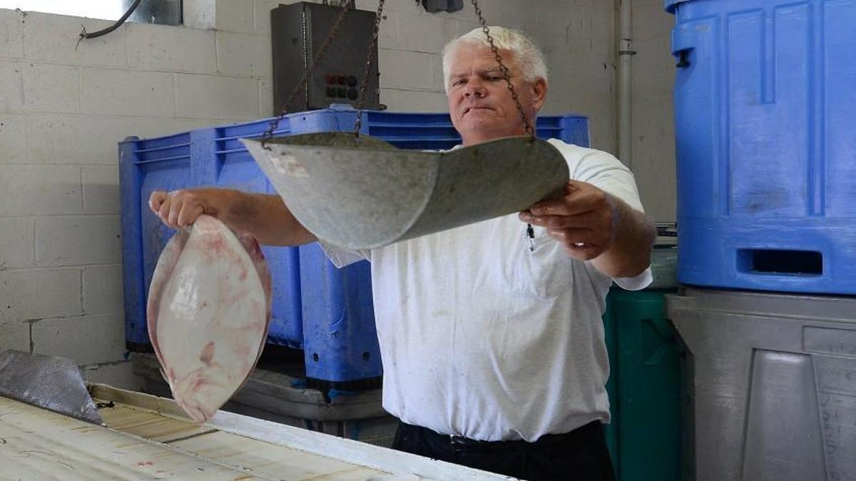Sheldon Daniels weighs a flounder which was caught with a pound net by a local fisherman at the Beaufort Inlet Seafood Company in Beaufort September 11, 2015.