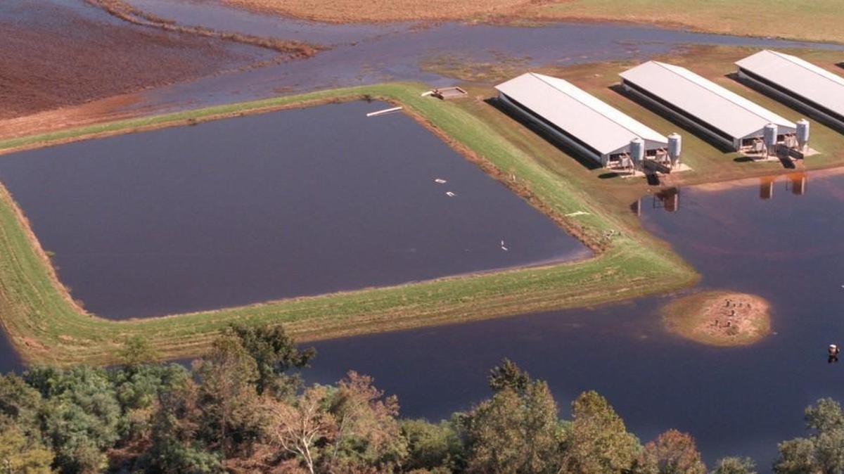 A hog lagoon and hog houses are surrounded by the encroaching floodwaters of the Neuse river in 2009 between Goldsboro and Kinston.
