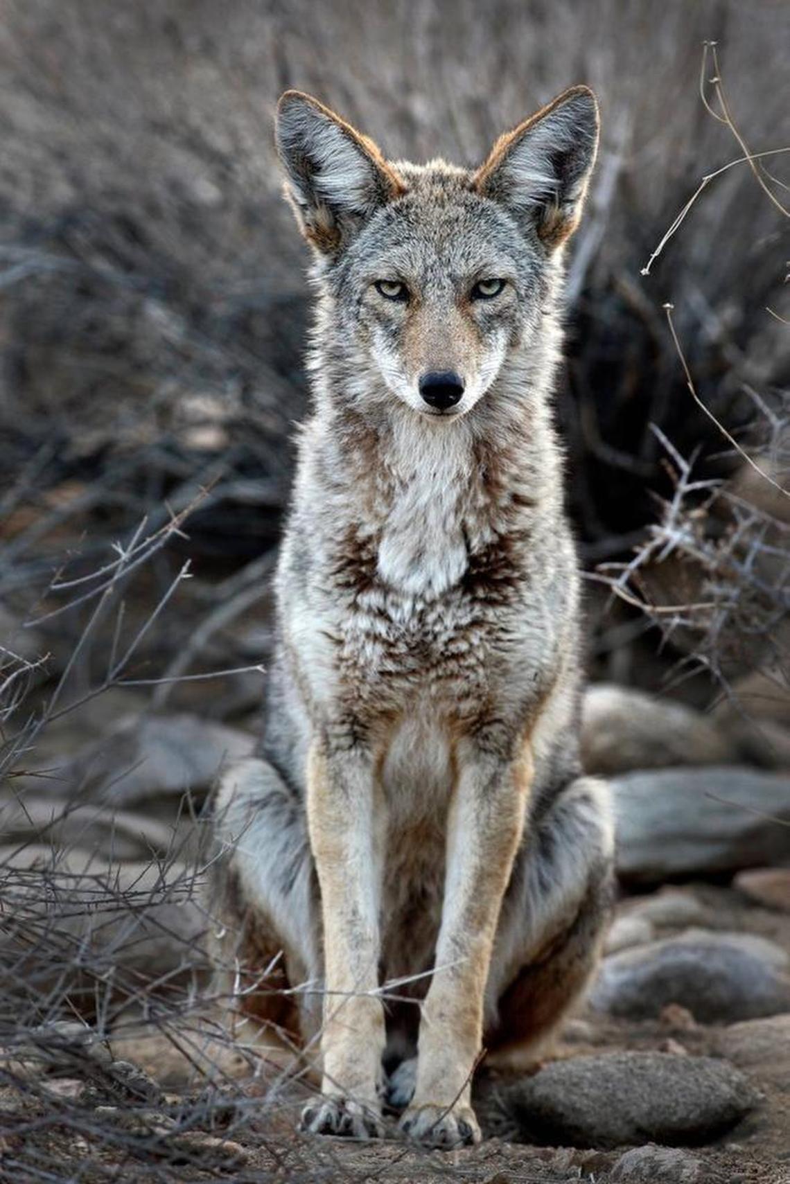 Coyotes are likely to be seen at dawn and dusk because they know humans are around during the daytime, and they try to avoid contact with them.