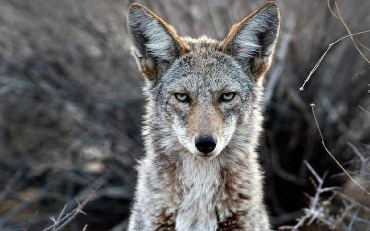 Coyotes would be targeted under a Richmond County program approved in the N.C. House on Thursday.