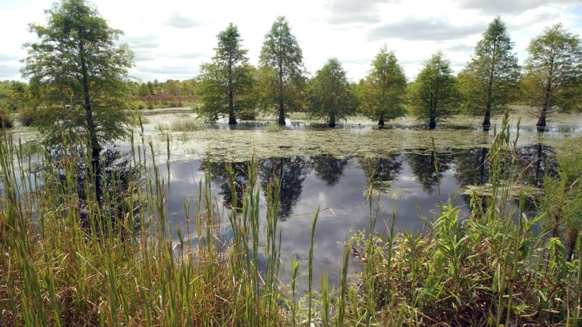Wetland and stream mitigation, such as this project near Aurora by PCS Phosphate shot in 2006, is typical of the work done by state regulators.