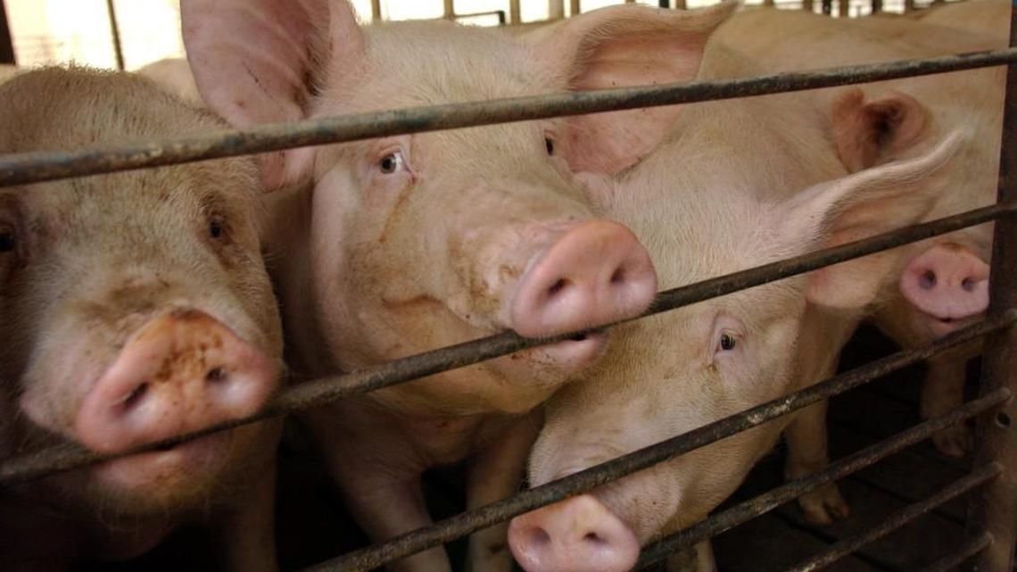 Some of the 3500 hogs on a farm near Richlands in 2003.