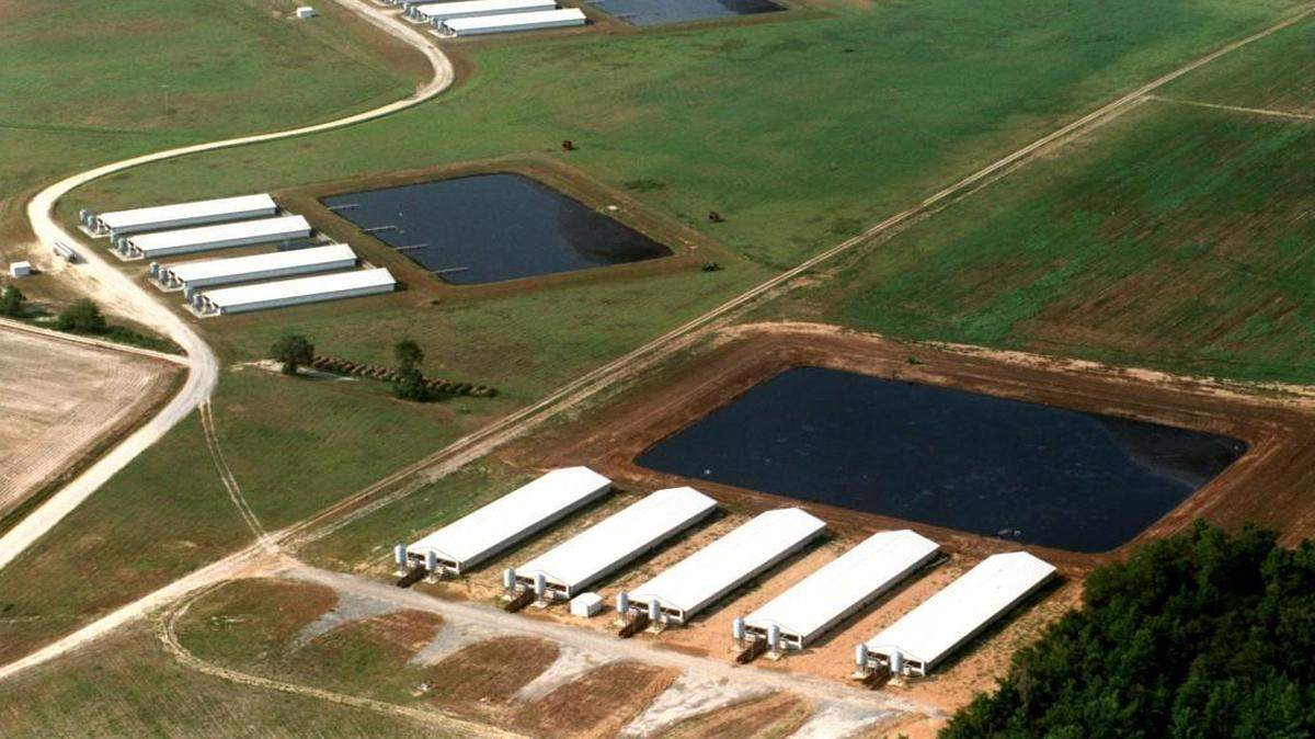 Hog barns and lagoons stack up one over the other near Faison.