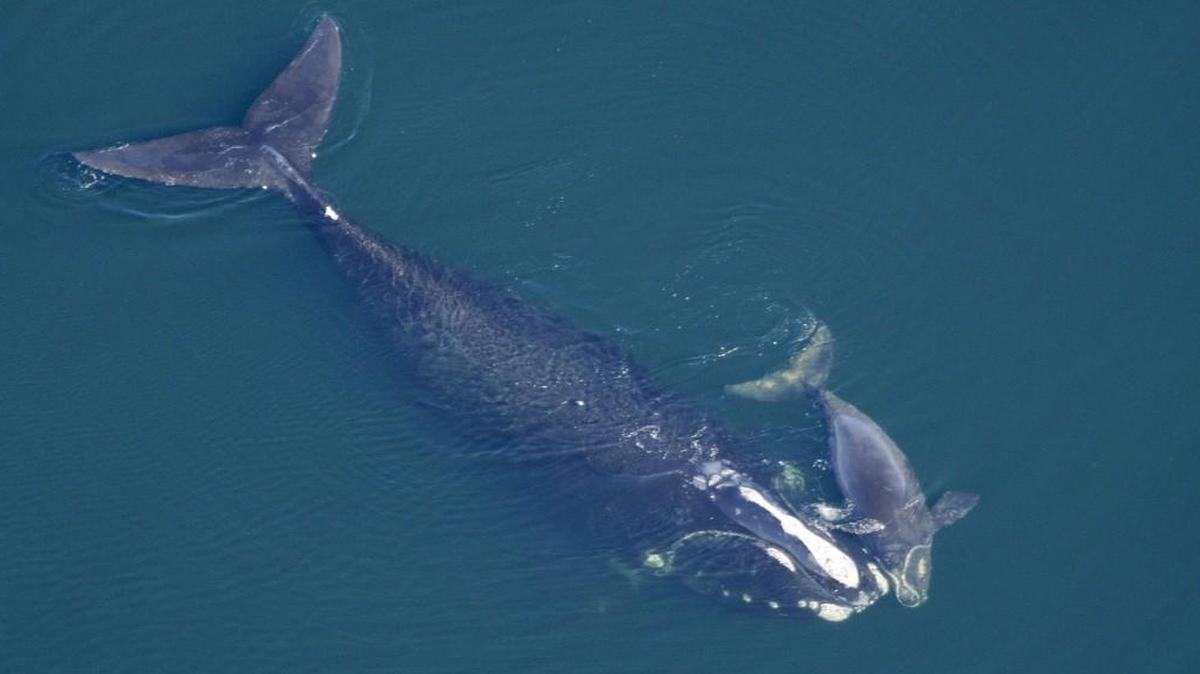 In this Feb. 2009 photo provided by the New England Aquarium, a North Atlantic right whale swims with her calf in the Atlantic Ocean off the coast of the United States near the border between Florida and Georgia.