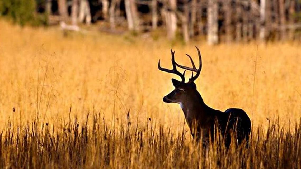 Deer hunting is a major sporting activity in the Carolinas.
