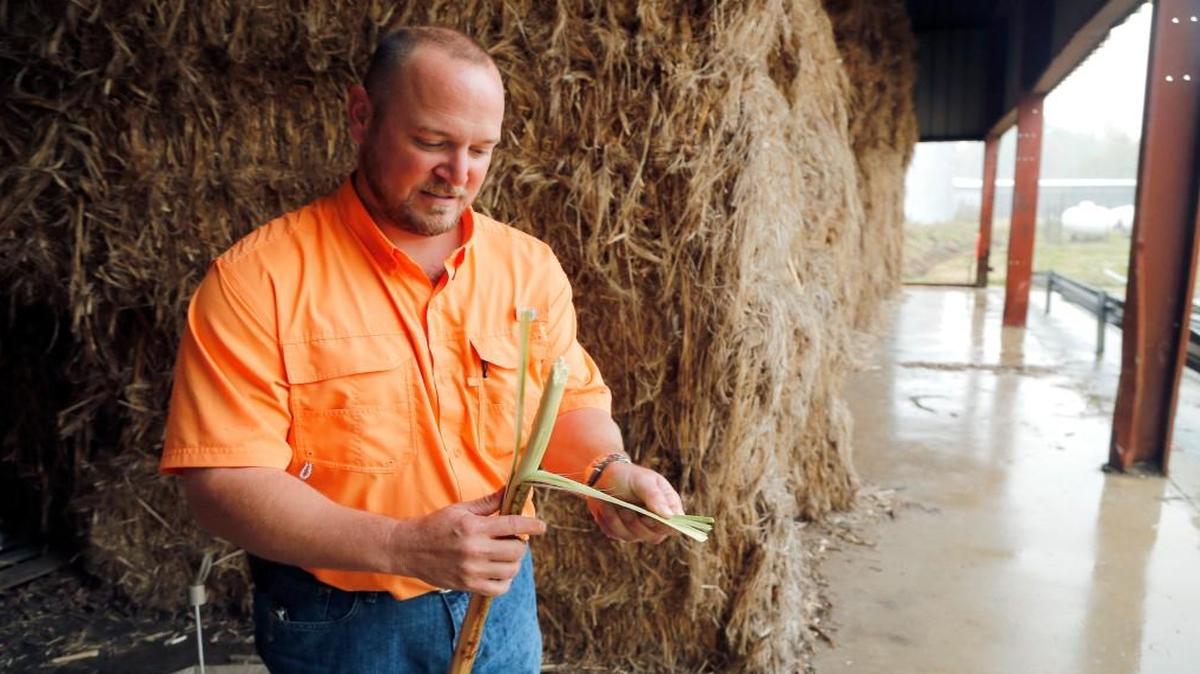 Philip Boyer, director of operations at the Industrial Hemp Manufacturing Company in Spring Hope, NC, shows a stalk of kanaf from one of the bales that await processing at the facility on Oct. 28, 2015.