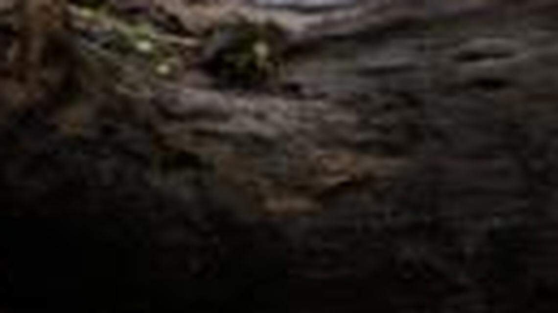 
Gov. Pat McCrory’s budget provides $742,112 over the next two budget years to help with costs associated with the February 2014 coal ash spill into the Dan River. This photo, taken Feb. 5 of last year, shows Jenny Edwards, program manager for Rockingham County with the Dan River Basin Association, scooping coal ash from the banks of the river. 
