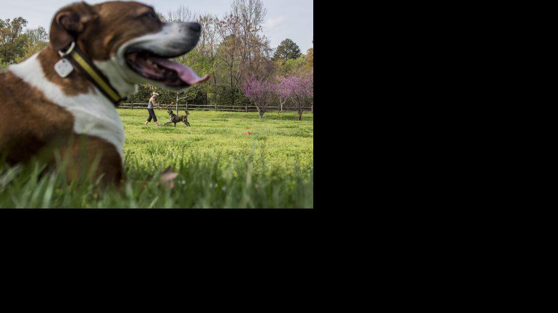 
A dog named “Izzy” rests as his owner Aimee Greene of Raleigh plays fetch with “Walle” Wednesday at the Dorothea Dix campus in Raleigh. 

