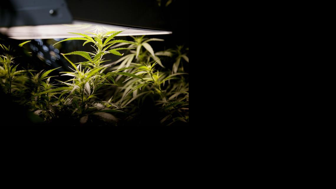 
A marijuana plant grows in a hydroponics garden inside an apartment in Mexico City on Aug. 13, 2013. 
