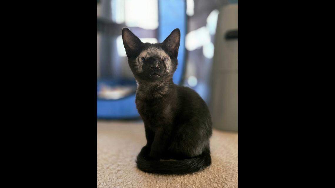 Cri-Kee the blind kitten was adopted in North Carolina.