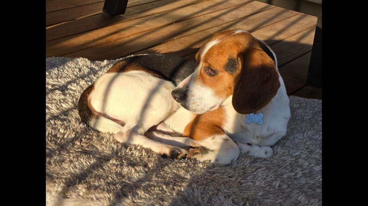 Murphy the “gentle” dog is up for adoption in North Carolina.