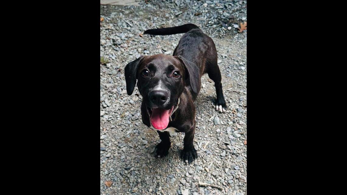 Von the “spunky” North Carolina puppy needs a new owner.