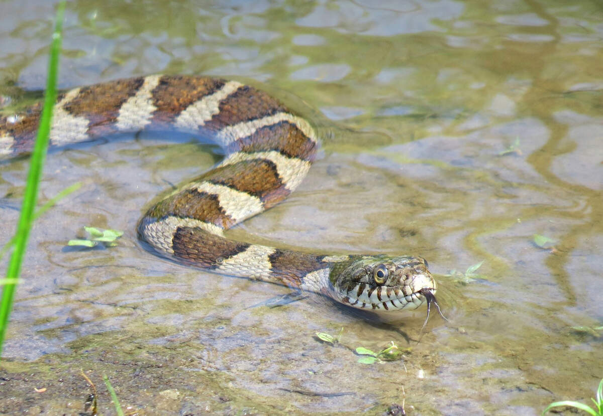 Watersnakes are often confused for copperheads, as they also have brown bands on their bodies. But “they’re actually the opposite of what we see on a copperhead,” NC snake expert Jeff Hall previously told the Observer.