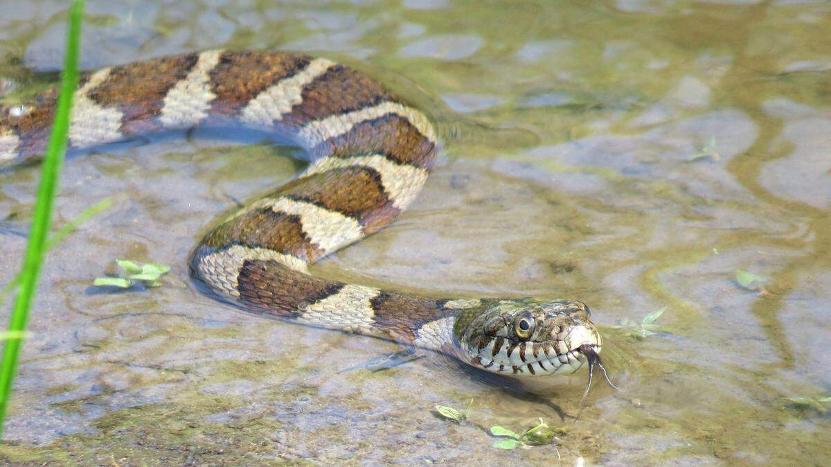 Like copperheads, northern watersnakes have bands on their bodies.