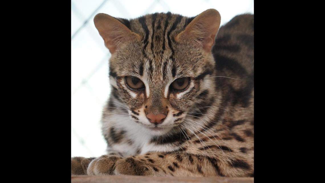 The rescued leopard cats had lived with a breeder in Texas, officials said.