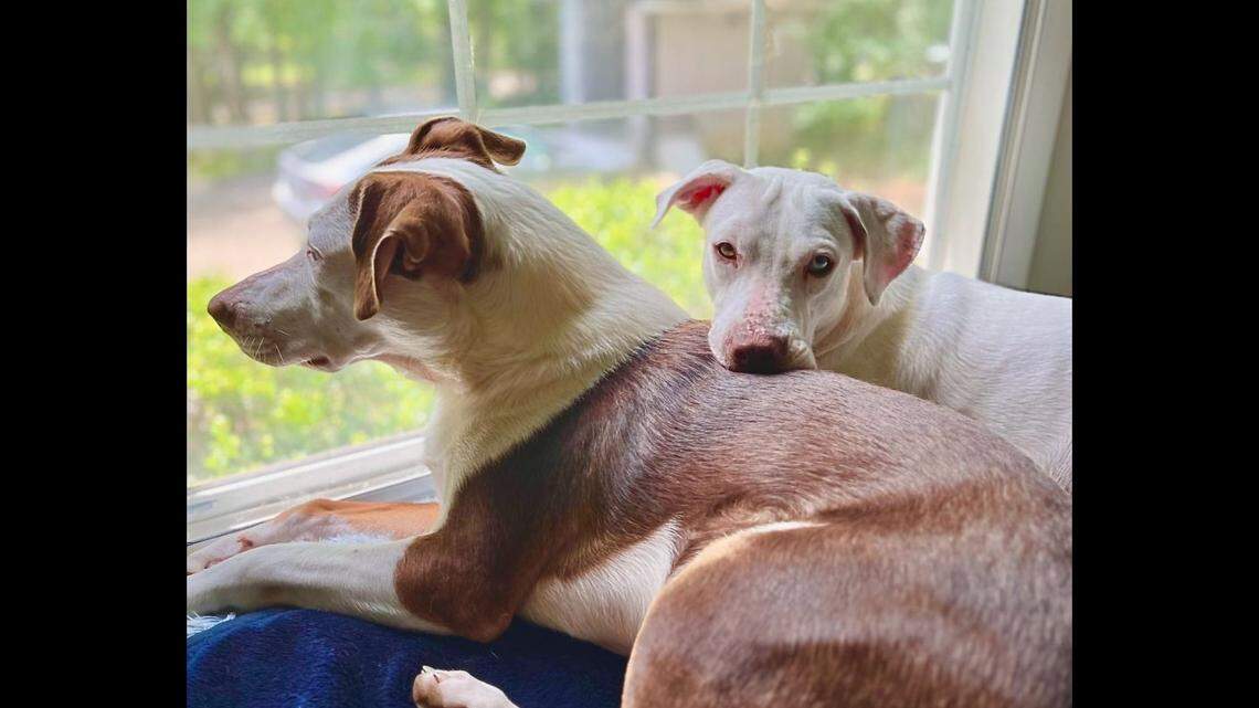 Two dog friends need a new home together, a North Carolina shelter said.