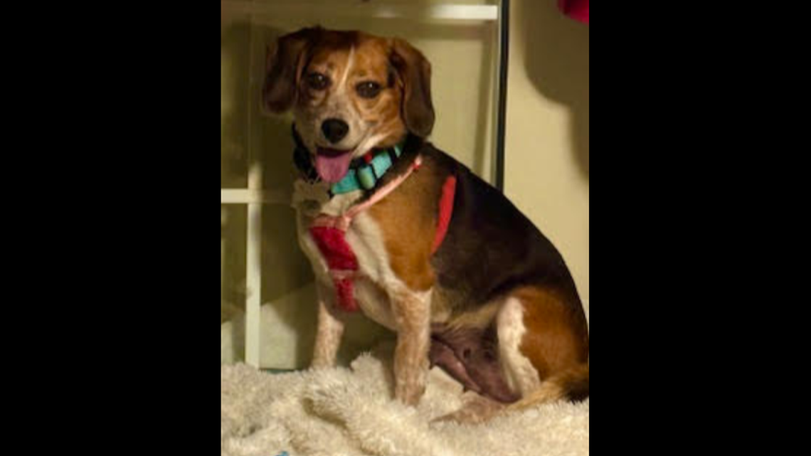 A scared dog is up for adoption in North Carolina.