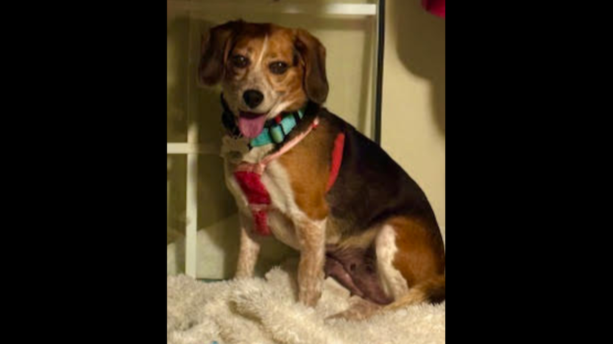 A scared dog is up for adoption in North Carolina.