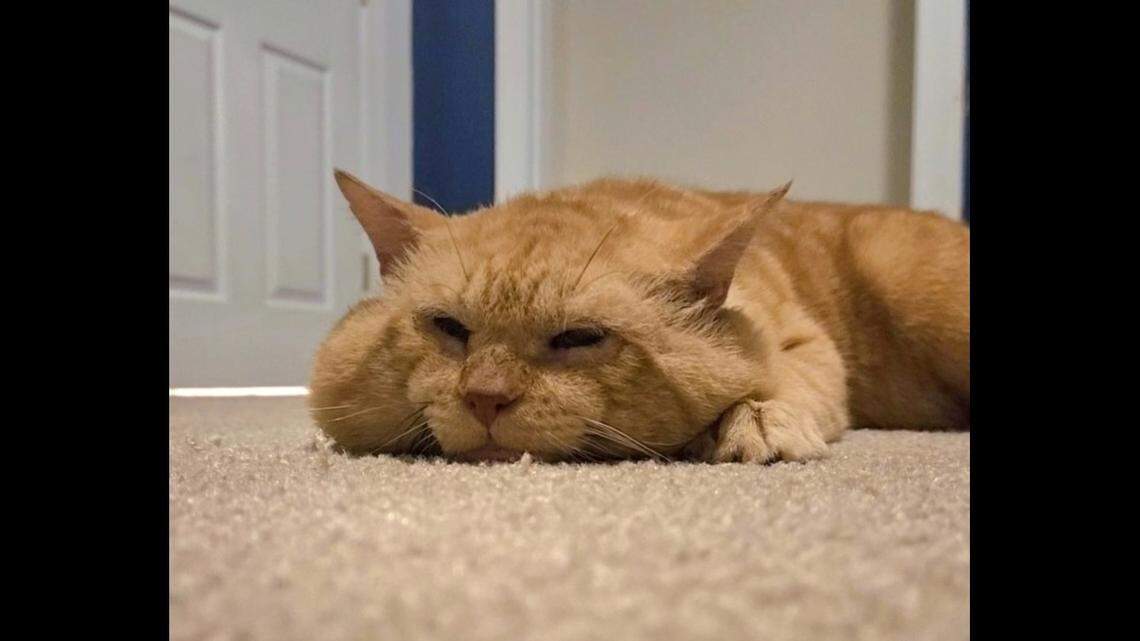 Earl the cat is known for his large cheeks, which he likes to have rubbed.