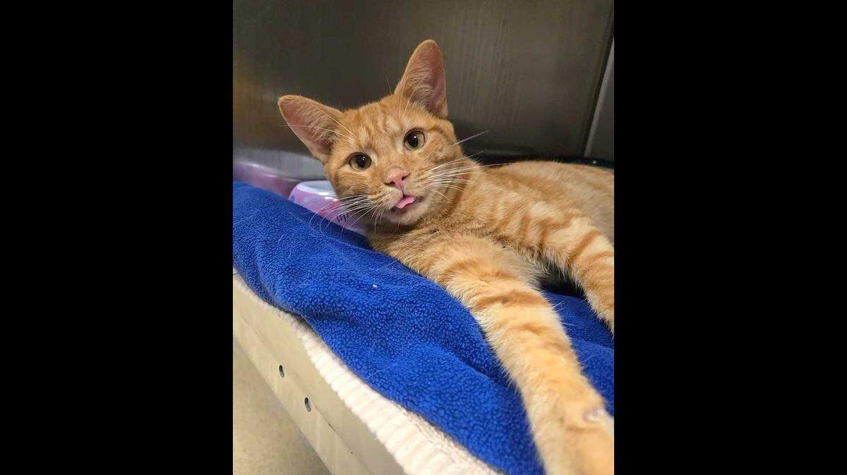 A joyful kitten who lost his leg was adopted in North Carolina.