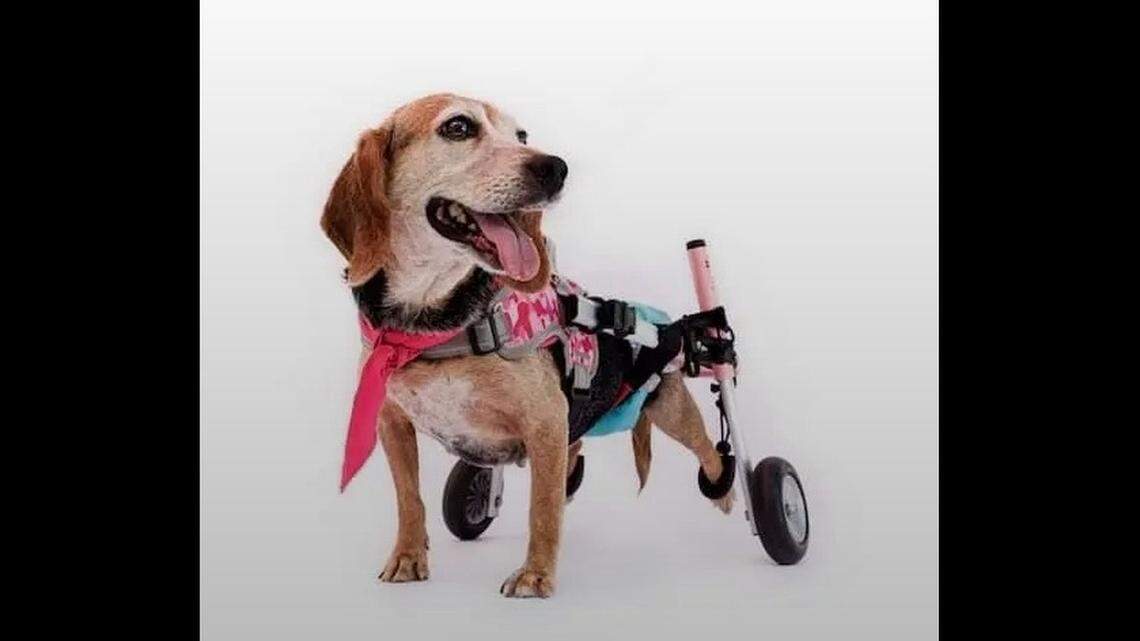 A “beagle on wheels” needs another home.