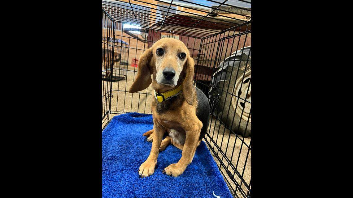 A scared pup in need of a home was finally matched with a new family.