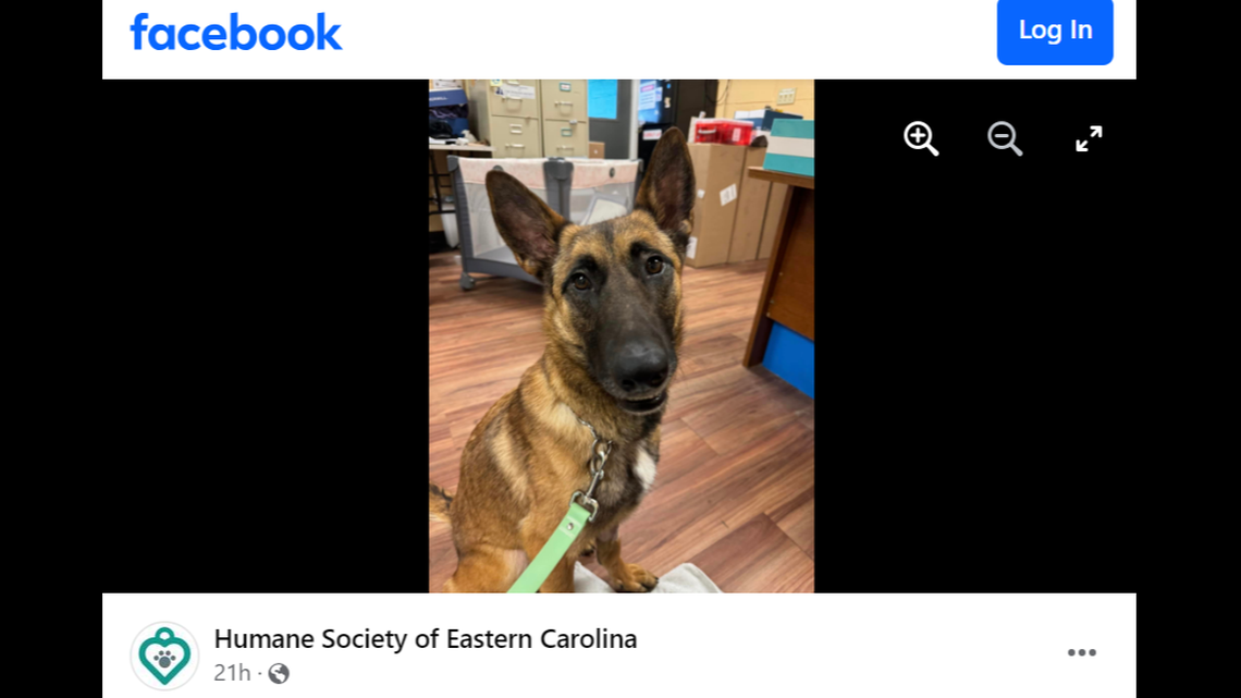 Luna the “goofy” 1-year-old dog went up for adoption in North Carolina.